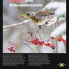 "Vögel sind Schnapsdrosseln" steht oben. Ein Vogel isst rote Beeren auf einem schneebedeckten Zweig. Unten Kalenderdaten.