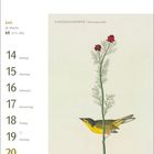 Juni, 24. Woche, 21.5.-20.6. Fliegenschnäpper. Kalenderdesign mit einem gelben Vogel und einer roten Blume.