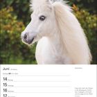 "Juni, 24. Woche, Zwillinge 21.5.-20.6., Frag mich nach der Poesie in der Bewegung... Konfuzius." Shetlandpony vor grünem Hintergrund.