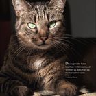 Zitat rechts: "Die Augen der Katze leuchten im Dunkeln...", darunter "November", Wochentage 8-14, eine Katze mit grünen Augen.