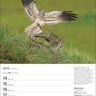 Juni Kalenderseite, 24. Woche. Beschreibung: Wiesenweihe-Männchen im Flug. Lebensraum: offene Habitate. Größe: 39-50 cm.