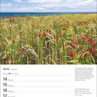 Juni, 24. Woche, Zwillinge 21.5.–20.6. Mohnblüten auf einer Wiese, Himmel mit Wolken, Meer im Hintergrund.