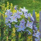 Kalender mit Juni und Juli. Texte beschreiben Clematis "Błękitny Anioł" an einem Gartenzaun mit himmelblauen Blüten.