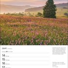 Juni, 24. Woche, Zwillinge. Wiesenszene in der Rhön mit rosa und violetten Blüten im Abendlicht, großer Baum rechts.