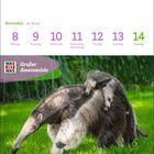 Kalenderwoche: 8-14 November. "Großer Ameisenbär" mit einem Baby auf dem Rücken auf grünem Gras.