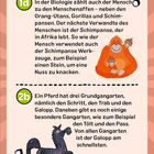 Text erklärt Menschenaffen und Gangarten der Pferde. Illustration zeigt Orang-Utan mit Babys und ein Pferd.