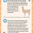 1d: Das Lama ist eine Art der Kamele. 
2d: Die Kuh hat vier Mägen. 
Illustration von einem Lama.
