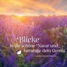 Text: "Blicke in die schöne Natur und beruhige dein Gemüt. Ludwig van Beethoven." Ein Lavendelfeld im Sonnenuntergang.