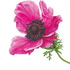 Illustration einer pinken Blume mit schwarzen Samen und grünen Blättern auf weißem Hintergrund.