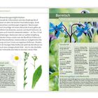 Anwendungsmöglichkeiten: Berufkraut hilft bei Hautverletzungen. Borretsch: himmelblaue Blüten. Steckbrief: Borago officinalis.