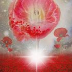 DIE HOHE MOHNBLUME. Eine riesige Mohnblume mit einer schwebenden Person, leuchtender Stern, Mohnfeld im Hintergrund.