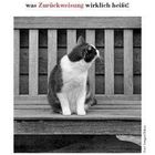 "Wer von einer Katze ignoriert wird, begreift, was Zurückweisung wirklich heißt!" Anonym. Eine Katze sitzt auf einer Bank.