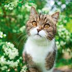 Ein getigerter, neugieriger Kater mit bernsteinfarbenen Augen schaut umgeben von grünem Laub und weißen Blüten.