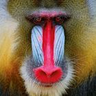 Ein Mandrill mit markantem buntem Gesicht; leuchtend rote Nase, blau gestreifte Wangen und intensiver Blick.