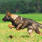 Ein Deutscher Schäferhund springt über eine Wiese. Im Hintergrund ist ein unscharfer Wald zu sehen.