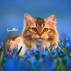 Text: "Smilla." Eine braun getigerte Katze mit orange-gelben Augen sitzt in einem Feld voller blauer Blumen.