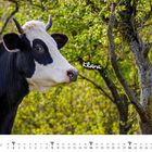 Text: Klara, Mai. Schwarzweiße Kuh neben Baum, grünes Laub im Hintergrund. Calendar mit Tagen im Mai unten.