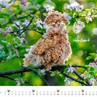 Text "Heribert" auf einem Ast. Ein flauschiger, rötlicher Vogel sitzt zwischen blühenden Zweigen. Unten Kalender für Mai.