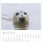 05 | 2027 Robby & Co. Kalender mit einem Foto einer Robbe, die aus dem Wasser schaut.