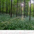 Die Eifel - Bärlauchblüte im Kalkbuchenwald bei Urft-Kall. Kalender für Mai 2027 zeigt einen sonnigen Wald mit weißen Blumen.