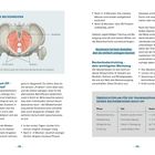 Der männliche Beckenboden: Illustration des Beckens mit roter schraffierter Muskulatur. Text erläutert Blasenkontrolle und Beckenbodentraining. Übersicht der Trainingsphasen nach OP: Bewusstmachung, Stabilisierung, Alltagstraining, Erhaltung.
