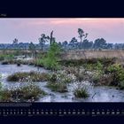 05 Mai. Landschaft mit Moor, blühende Pflanzen im Vordergrund, Bäume in der Ferne, sanfter Abendhimmel.