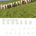 April in mehreren Sprachen; Montag bis Sonntag. Oberhalb: Schafe auf einer Wiese vor einem rot-gelben Leuchtturm.