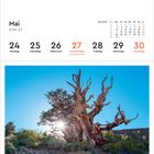 Kalender: Mai, KW 21. Tage: 24-30. Donnerstag: Fronleichnam (A). Bild: Alter, knorriger Baum im Sonnenlicht.