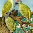 Eine Illustration zeigt drei grün-gelbe Spechte auf einem Baumstamm vor Waldhintergrund.