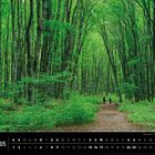 "Waldweg im Ontonagon County (Michigan)." Ein dichter Wald mit hohen Bäumen, durch den ein Weg verläuft. Unten ist ein Kalender.