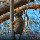 „Koala im Baum“ und Kalenderdaten. Ein Koala sitzt entspannt in einem Baum mit blauem Himmel im Hintergrund.