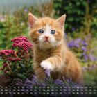 Kalender Mai; kleine, orangefarbene Katze mit blauen Augen, die in einem Garten mit violetten und roten Blumen sitzt.