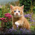 Kalender für Mai, Zahlen von 1 bis 31 unten. Ein orangenes Kätzchen mit blauen Augen in einem Garten voller Blumen.