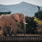 Kalender mit Zahlen und Wochentagen darunter. Ein Elefant steht in einer savannenartigen Landschaft vor Bergen.