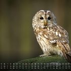 Kalender vom Monat Mai mit Wochentagen und Datumsangaben. Eine Eule sitzt auf einem moosbewachsenen Stein.