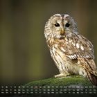 Kalender für Mai, Zahlen 1 bis 31 mit Wochentagen. Eule auf einem Moos bedeckten Ast in natürlichen Farben.