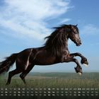 Kalender für Mai mit Daten in Wochenreihen. Ein schwarzes Pferd springt dynamisch über eine grüne Wiese.