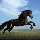 Kalender vom Mai. Ein schwarzes Pferd springt über eine grüne Wiese vor blauem Himmel.