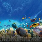 Kalender mit Zahlen und Wochentagen. Bunte Fische schwimmen im klaren Wasser über einem Korallenriff.