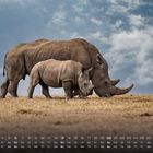 Kalender mit Zahlen und Wochen, zwei Nashörner auf einer Wiese, blauer Himmel mit Wolken im Hintergrund.