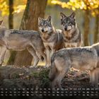 Kalender mit Datum und Tagen. "Wolfsrudel" ist in der Ecke. Vier Wölfe stehen im Wald, Herbstlaub im Hintergrund.