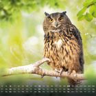 Text "Uhu 6" mit einem Monatskalender darunter. Ein Uhu sitzt auf einem Ast vor verschwommenem, grünem Hintergrund.