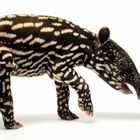 Seite 94: Schabrackentapir, Tapirus indicus. Junge haben geflecktes Streifenmuster. Seite 95: "Hab’ mich lieb! Großes Baby". Ein junges Schabrackentapir ist abgebildet.