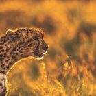 Ein Gepard im Profil mit einem golden beleuchteten Fell, das von der untergehenden Sonne sanft umspielt wird.
