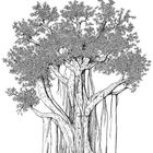 Illustration eines detailliert gezeichneten, großen Baumes mit ausladenden Ästen und vielen Blättern.