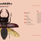 Hirschkäfer-Illustration mit dem lateinischen Namen "Lucanus cervus". Infos: Ordnung Käfer, Länge 50-80 mm, Lebensraum Wälder.