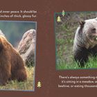 Links: "Believe that you can find inner peace...". Rechts: "There's always something nice to anticipate...". Zwei Bärenbilder.