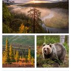 Kalenderblatt für November 2027, 46. Woche, zeigt herbstliche Waldlandschaften und einen Bären.