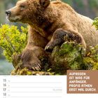 Text: "AUFREGEN IST WAS FÜR ANFÄNGER, PROFIS ATMEN ERST MAL DURCH." Ein Grizzlybär liegt entspannt auf einem Felsen.