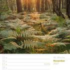 46. Woche, November 2027. Wald mit Farnen und Bäumen, Sonnenstrahlen dringen durch das Blätterdach.